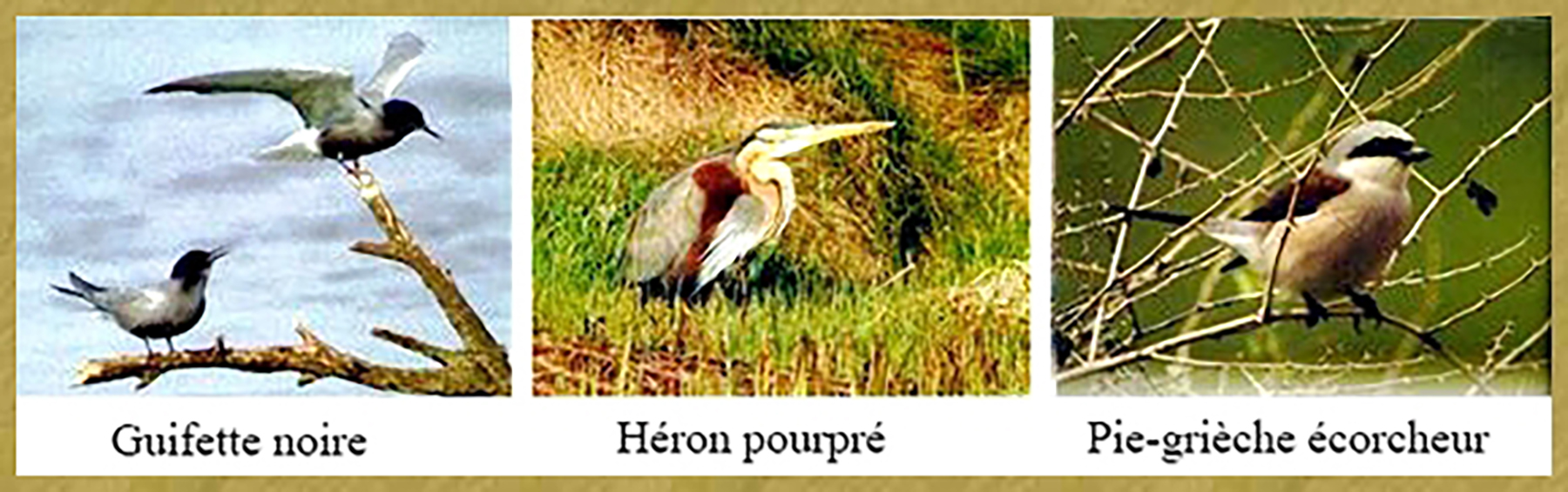 Guifette – Héron – 